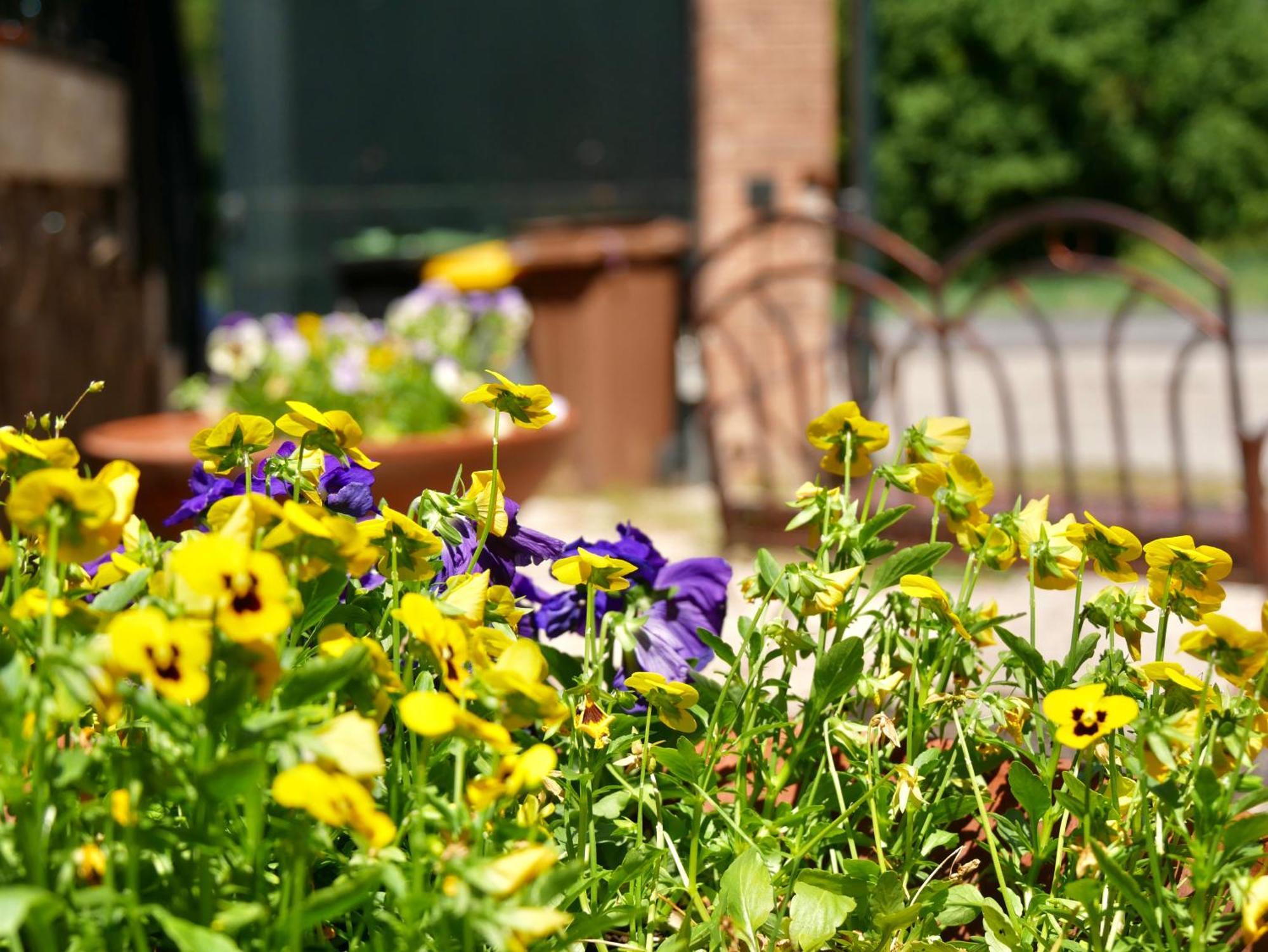 Bed and Breakfast L'Antico Granaio Paliano Exterior foto